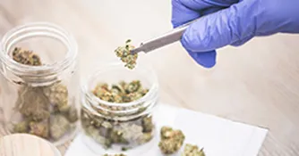 ماریجوانا خطر ابتلا به سرطان سر و گردن را افزایش می‌دهد!