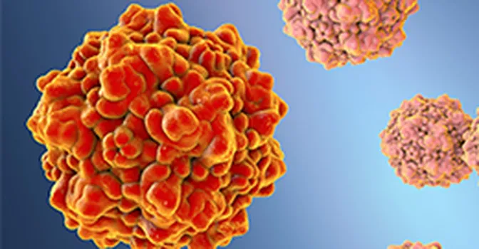 زنان باردار و افراد دارای سیستم ایمنی ضعیف در خطر پاروویروس هستند!