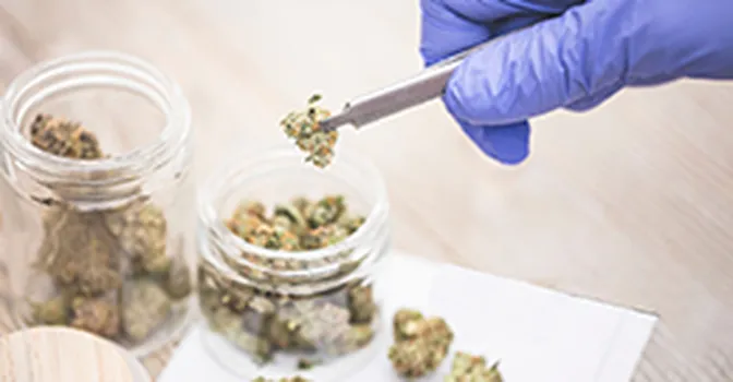 ماریجوانا خطر ابتلا به سرطان سر و گردن را افزایش می‌دهد!