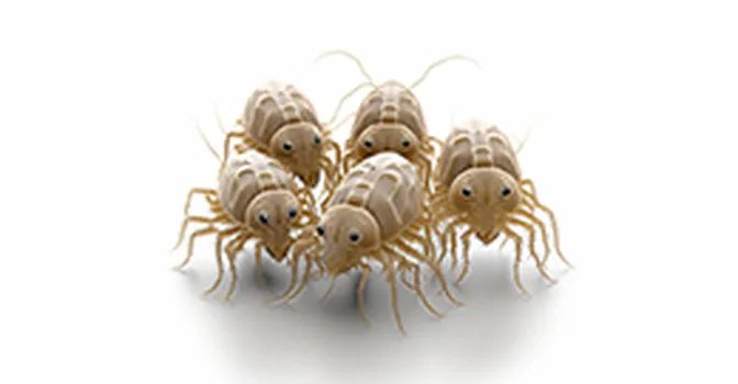 ۱۰ باور غلط درباره شپش